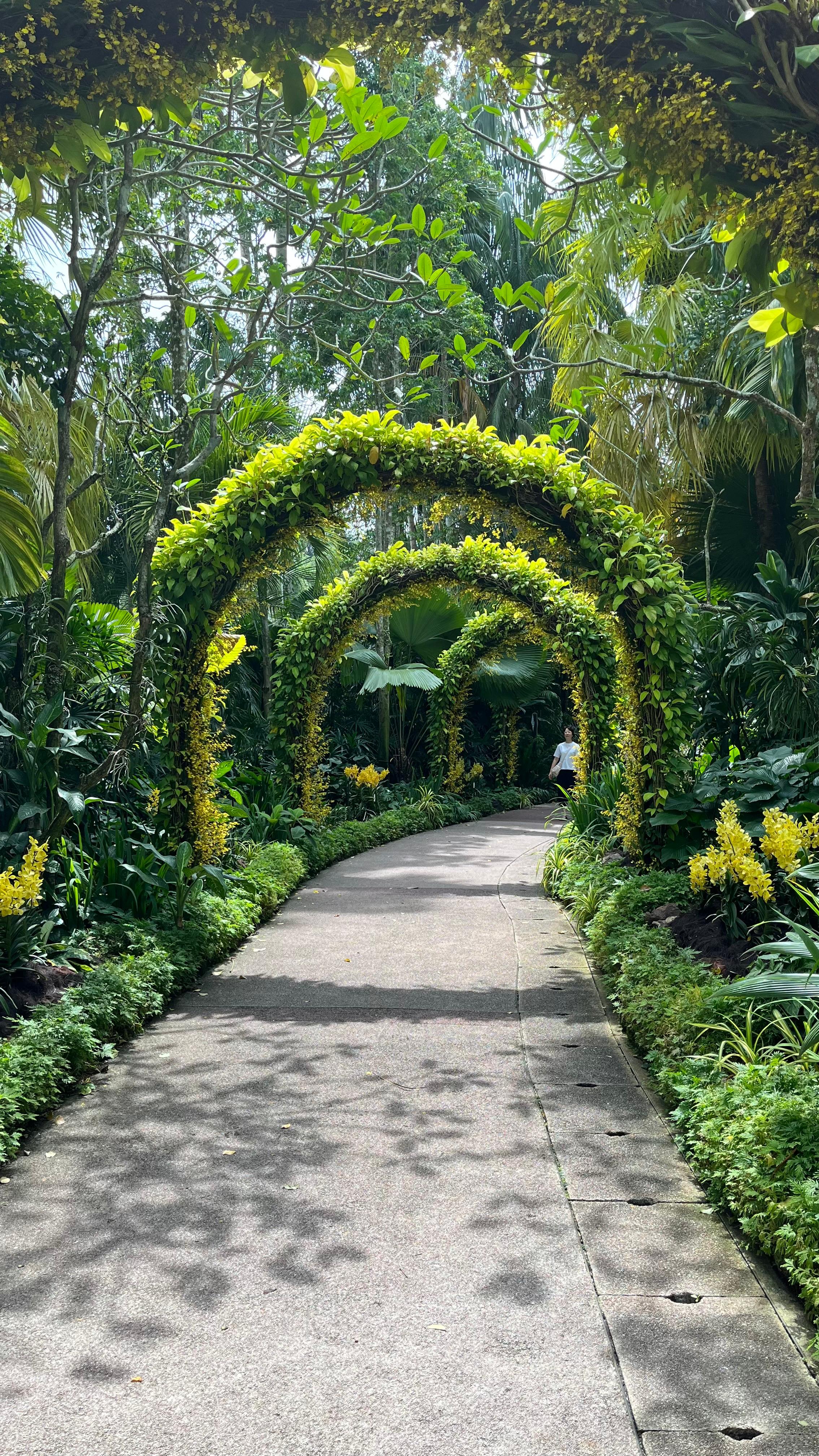 Golden Shower/Dancing Lady Orchid Tunnel, Singapore National Orchid Garden, [nature album], Madeline Djaja, digital file, 2026