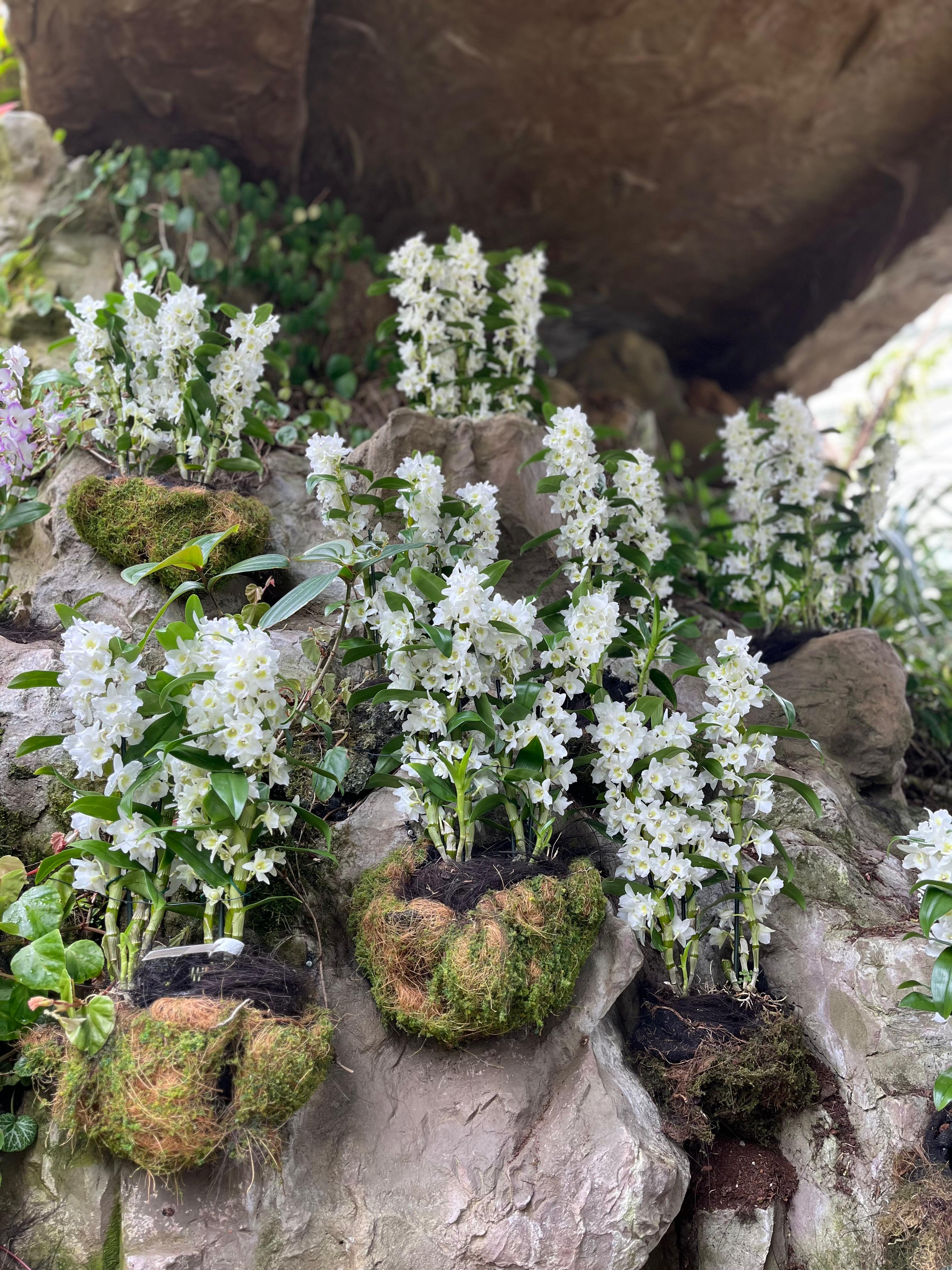 Wall of potted orchids, Singapore National Orchid Garden, [nature album], Madeline Djaja, digital file, 2026