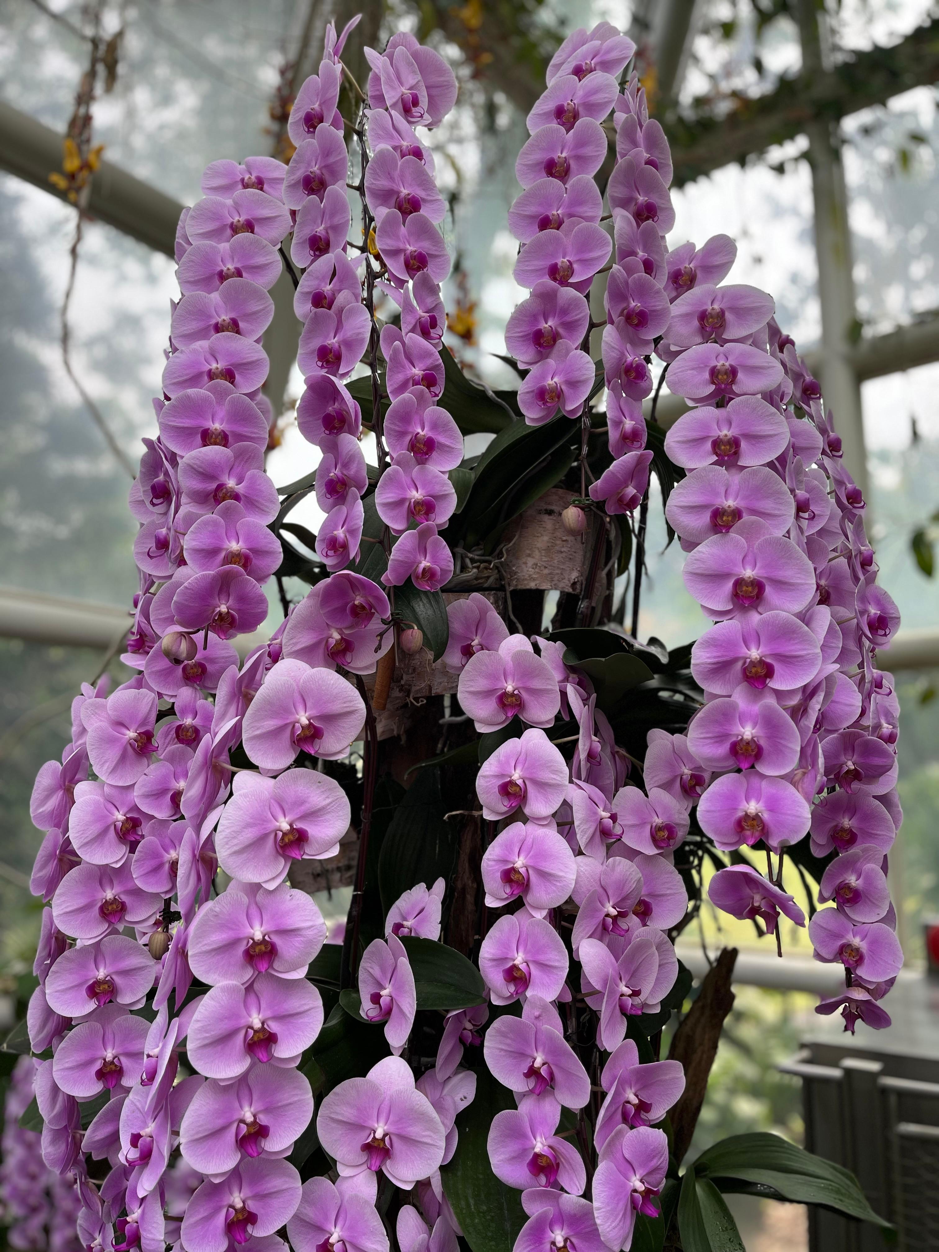 Hanging purple orchids, Singapore National Orchid Garden Cool House, [nature album], Madeline Djaja, digital file, 2026