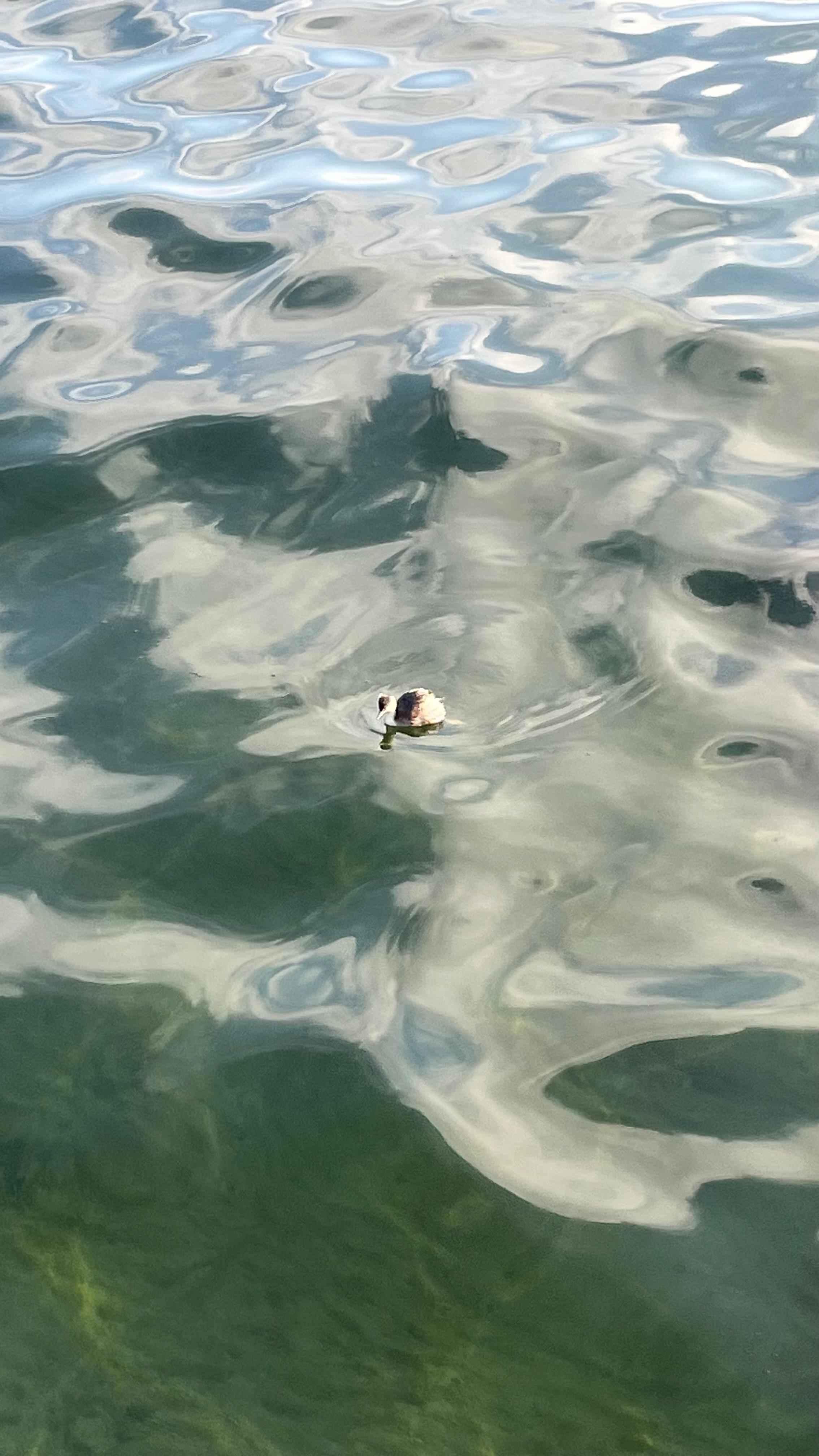 Floating duck vibes Black Rock, [travel album] Madeline Djaja, digital file, 2024
